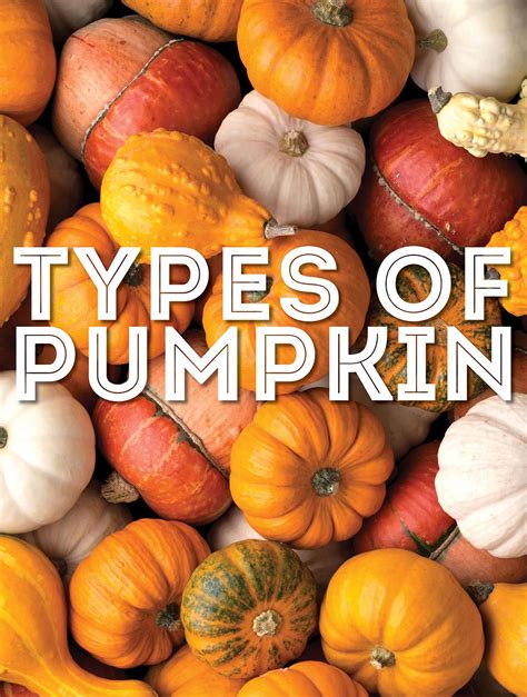 fampkips|22 Types Of Pumpkin From A to Z (With Photos!) .